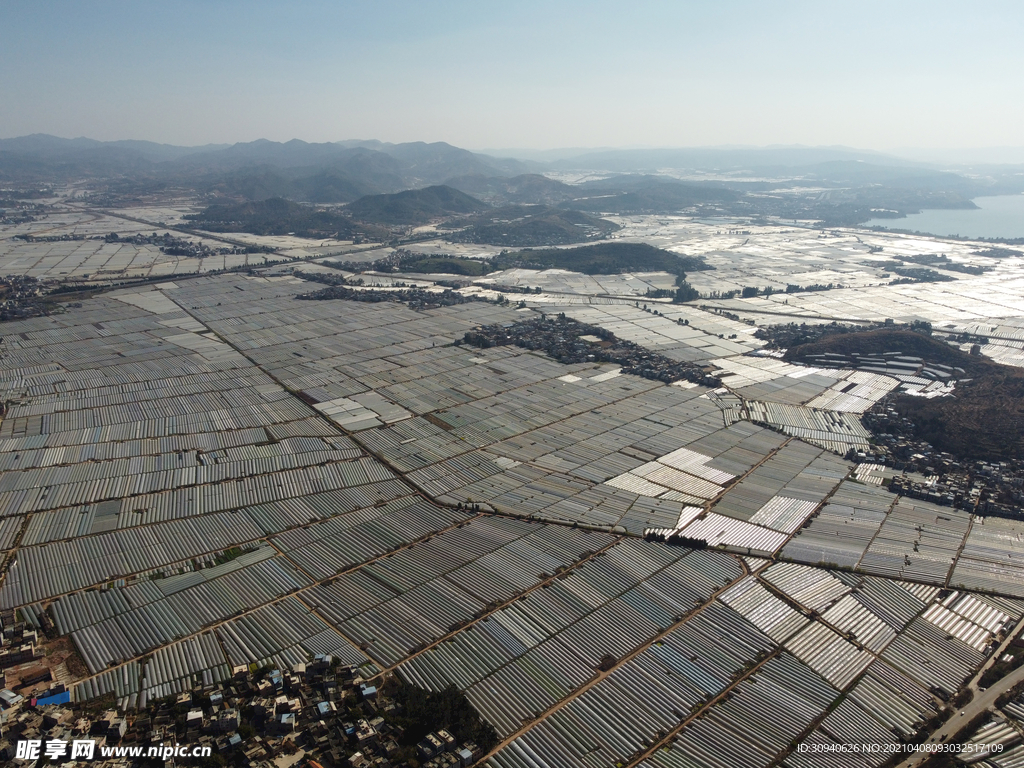 田野