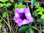 牵牛花