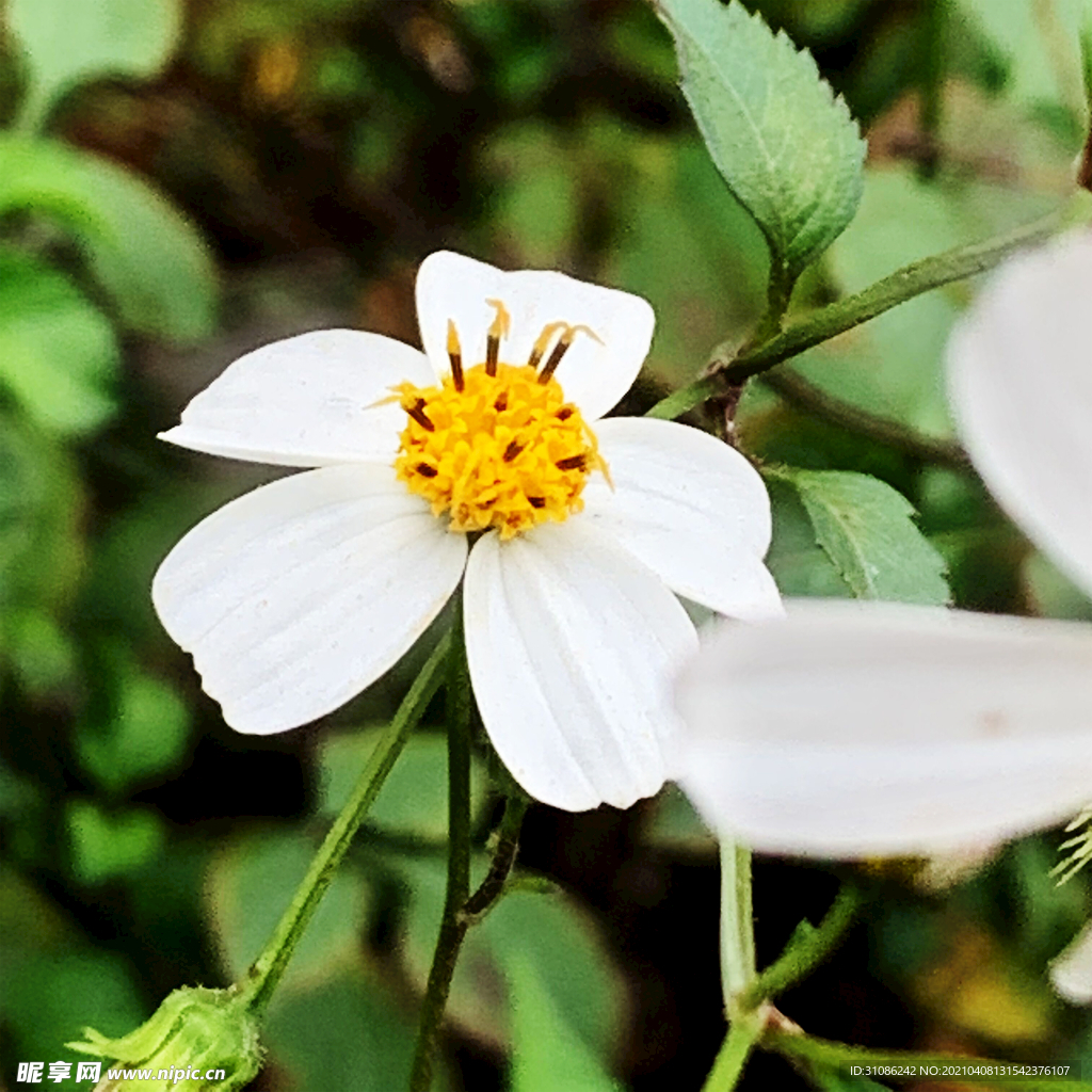 白花