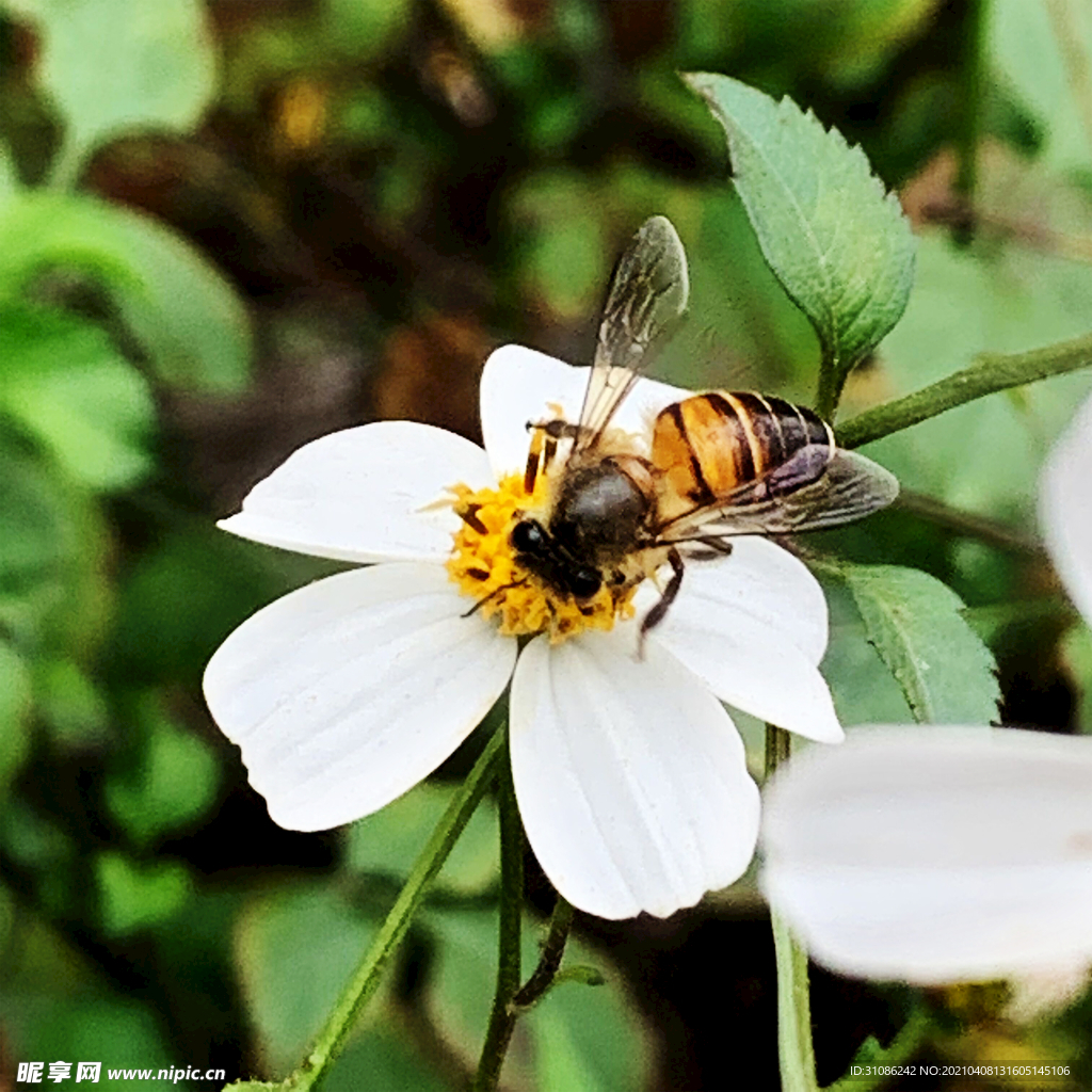 白花