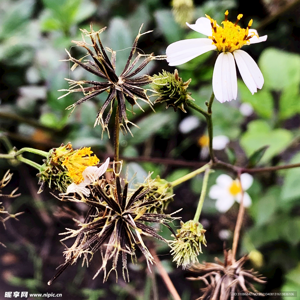 鬼针草