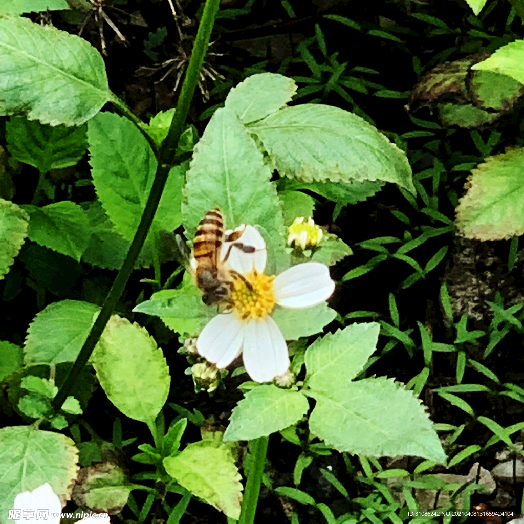 白花
