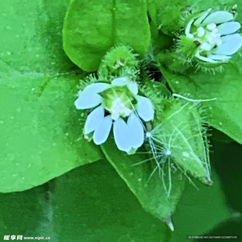 鹅肠草摄影图__花草_生物世界_摄影图库_昵图网nipic.com