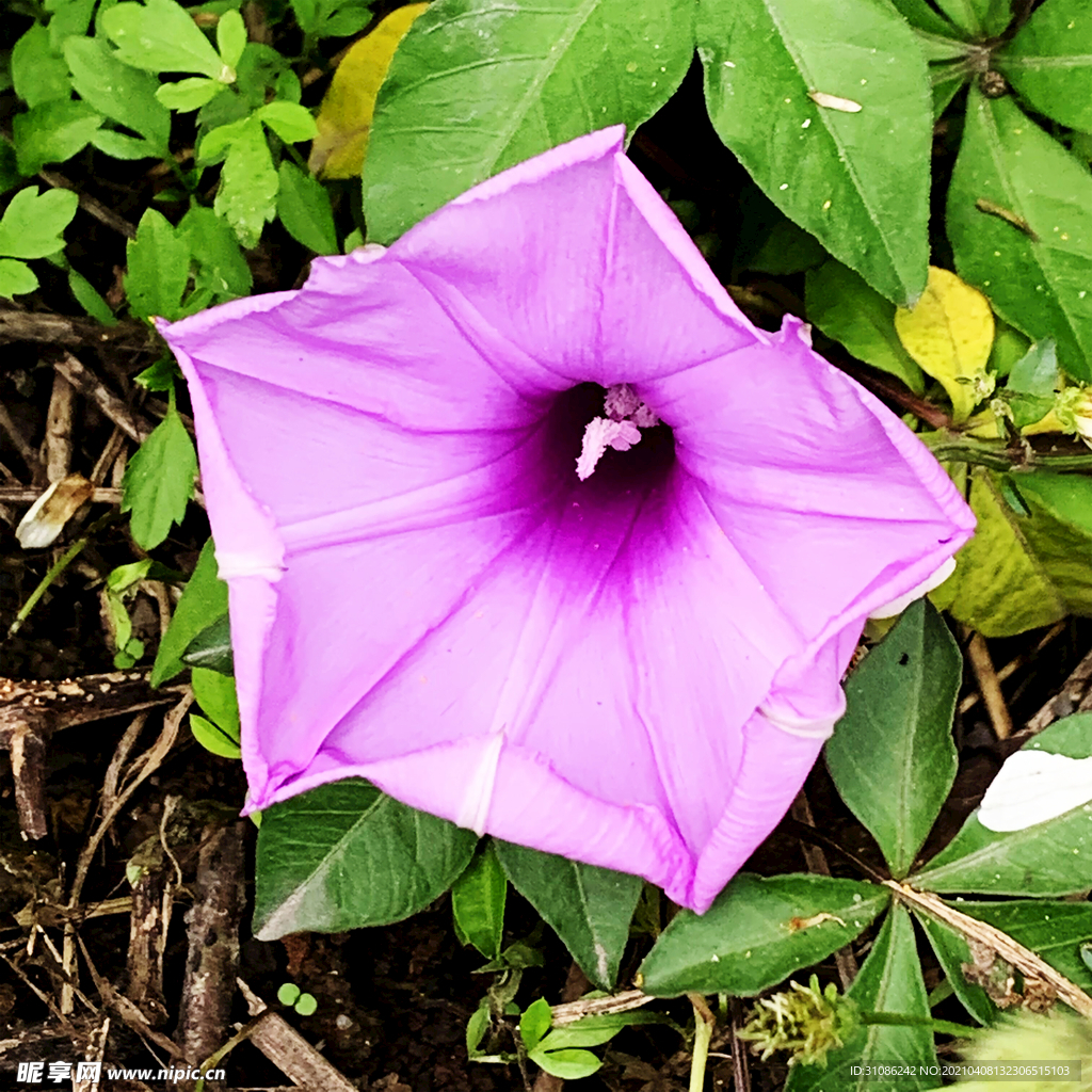 牵牛花