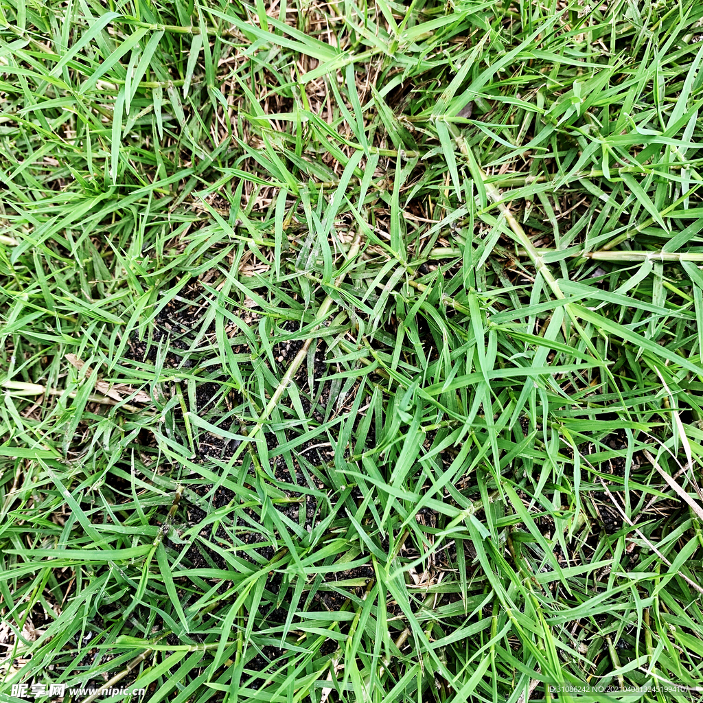 青草