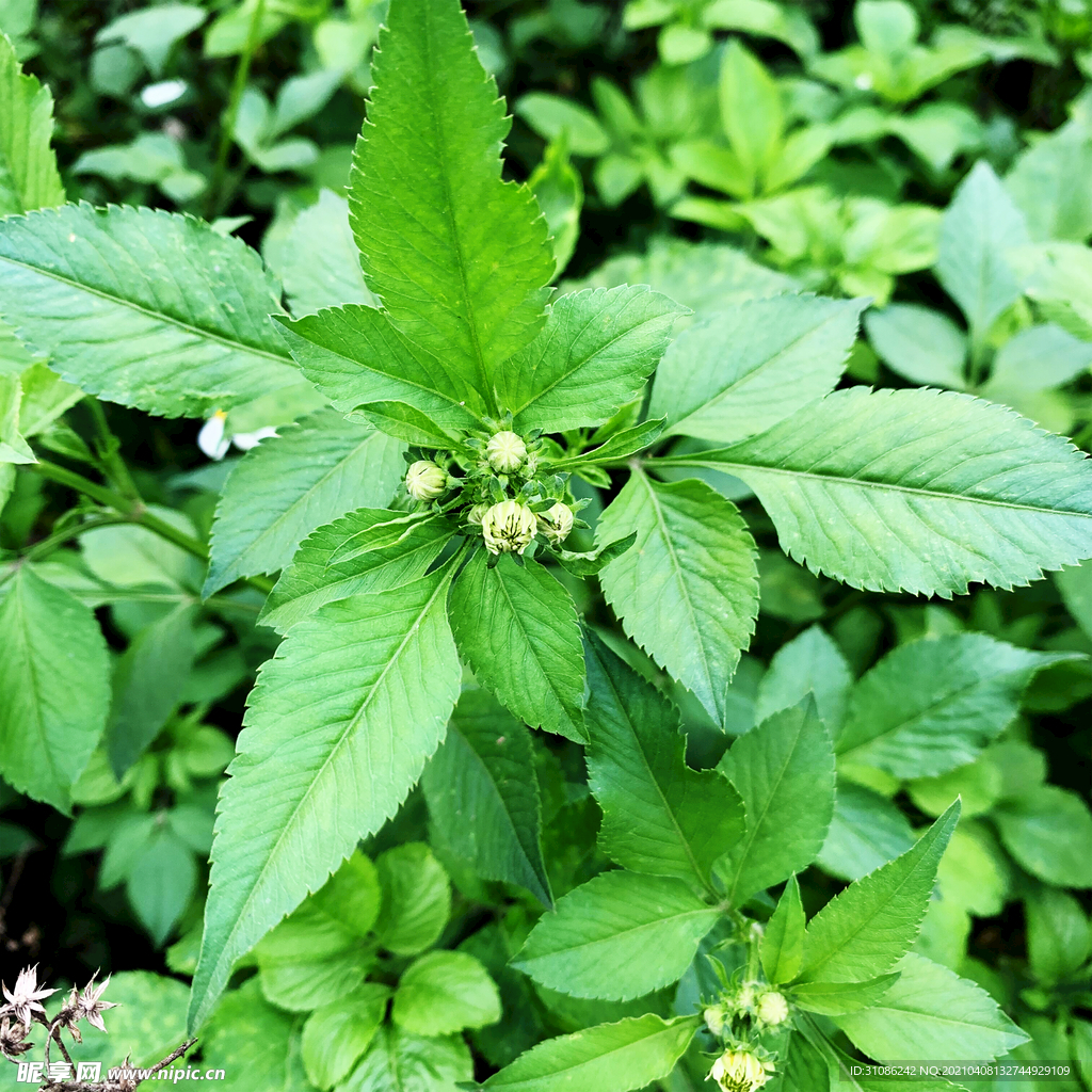 鬼针草