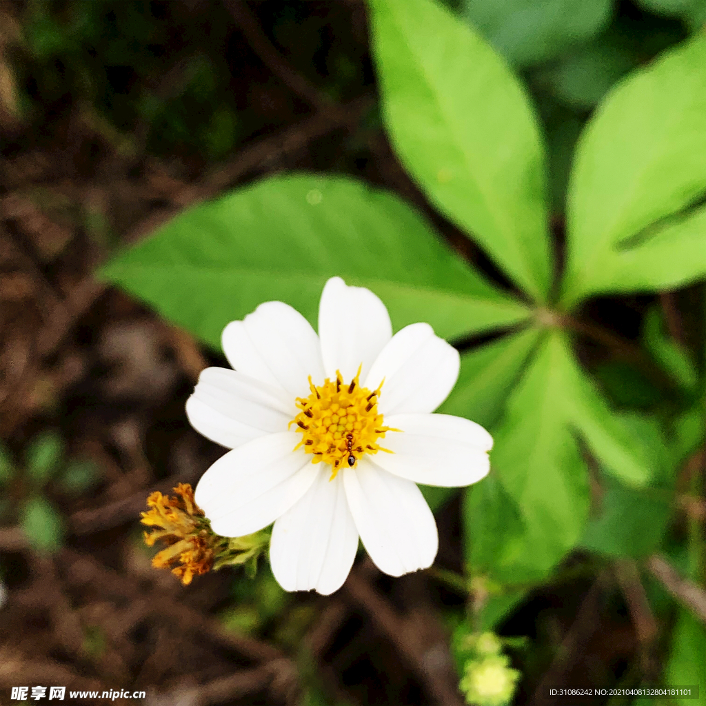 白花
