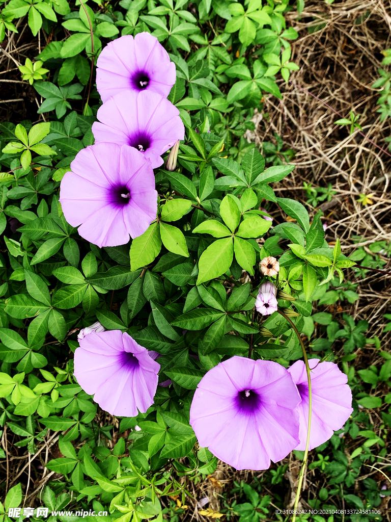 牵牛花