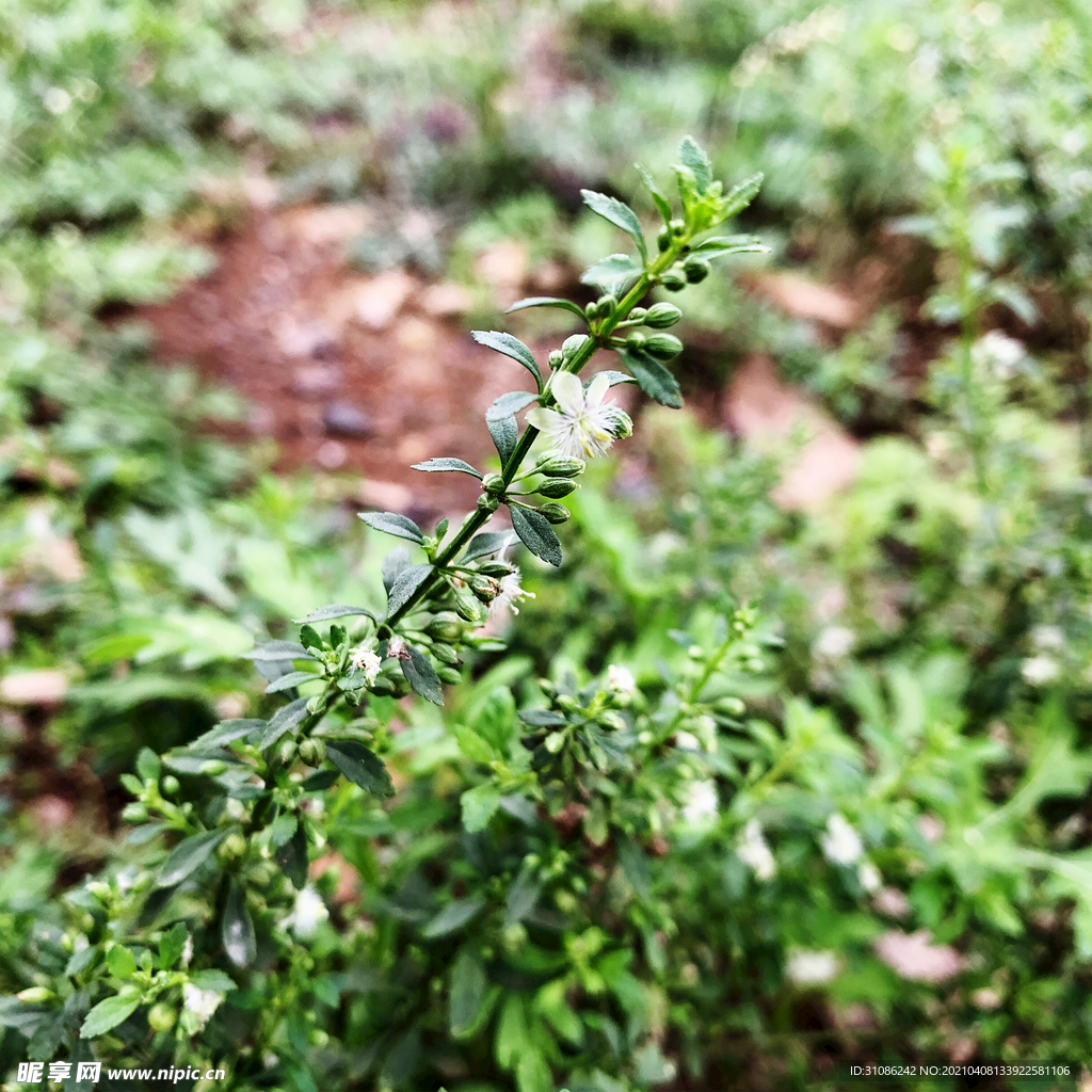 野甘草