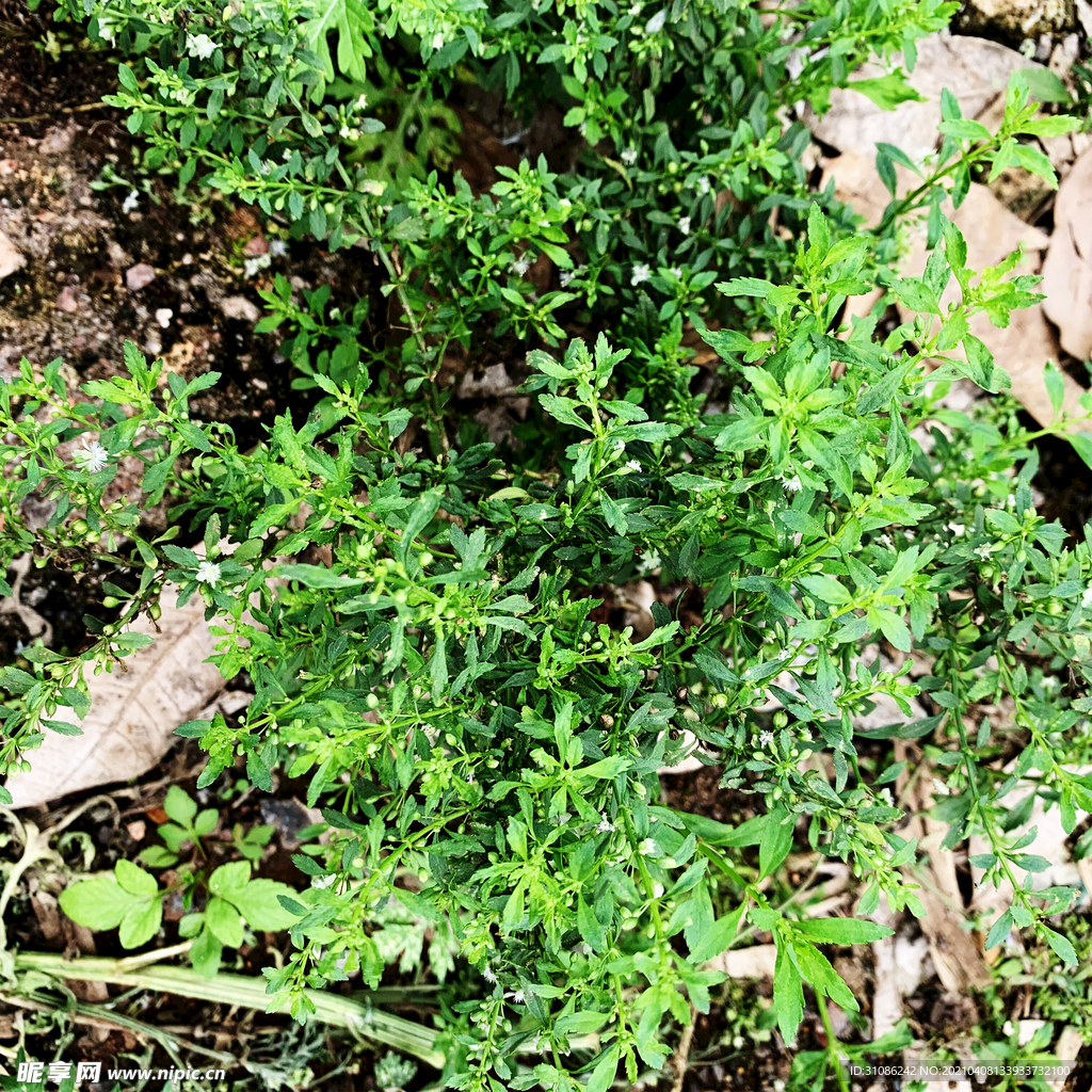 野甘草