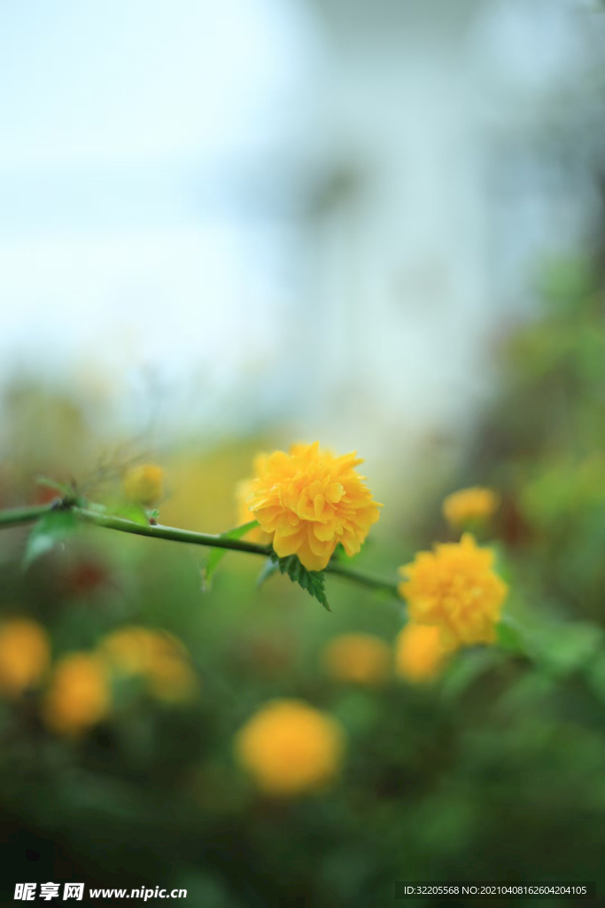 一朵小黄花