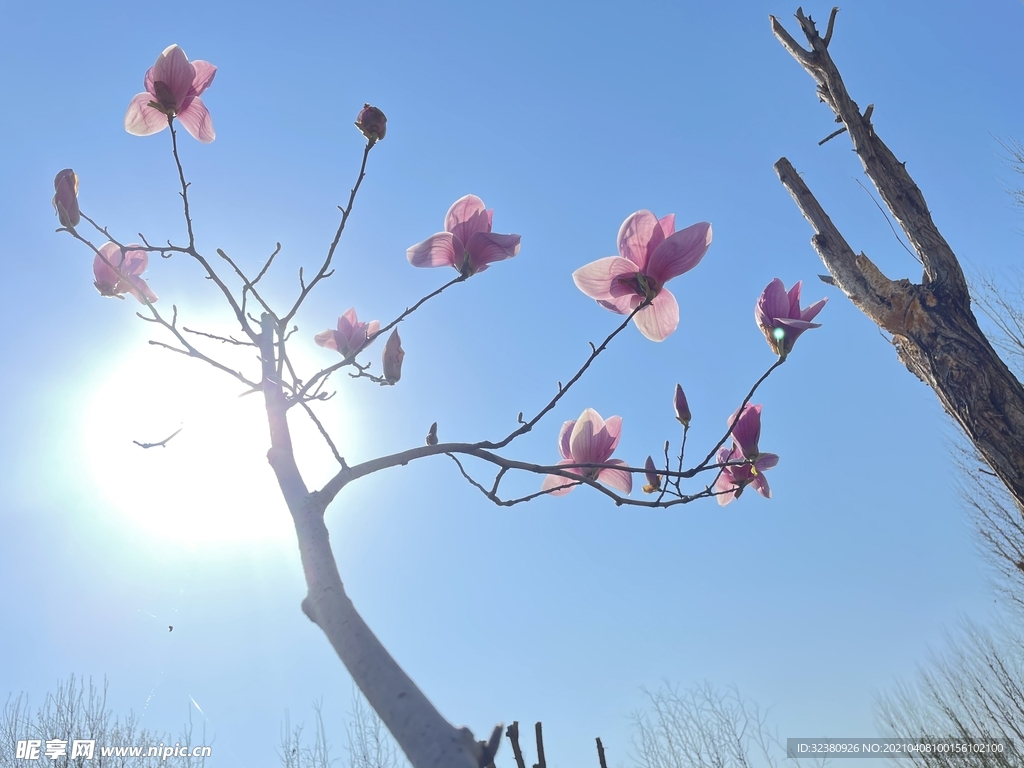 玉兰花