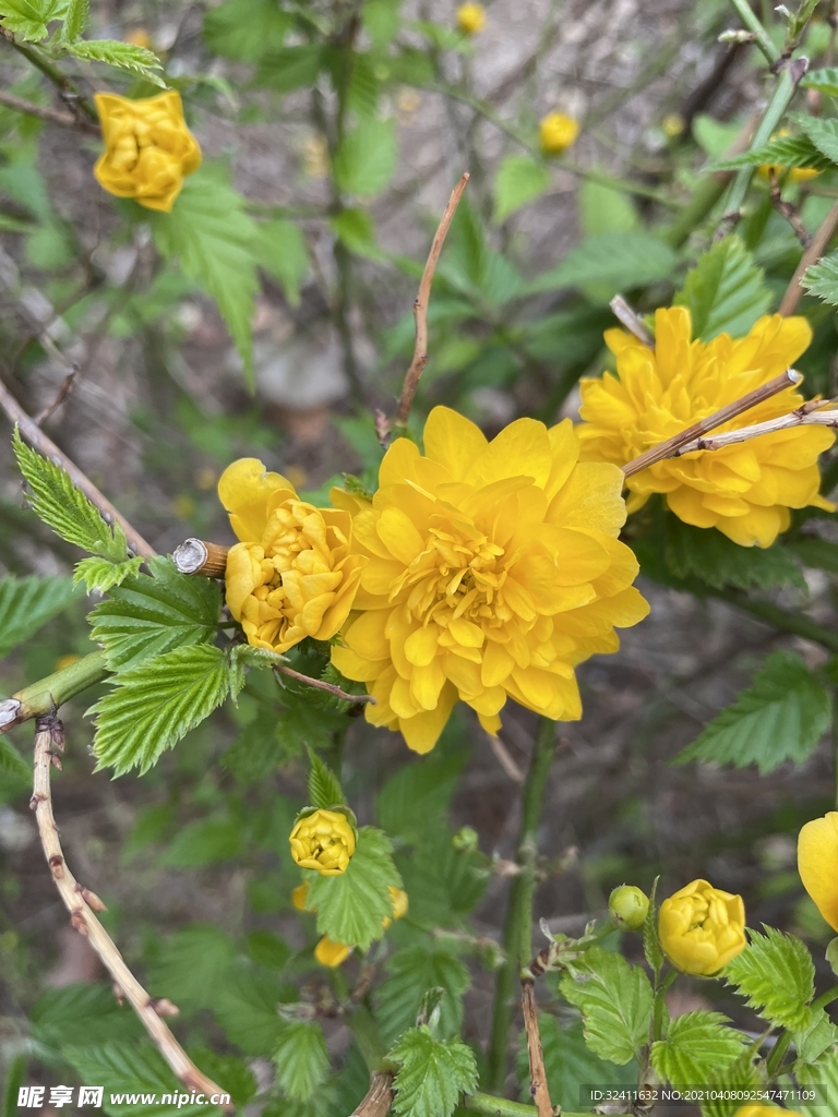 蔷薇科小黄花