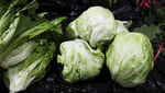 生菜