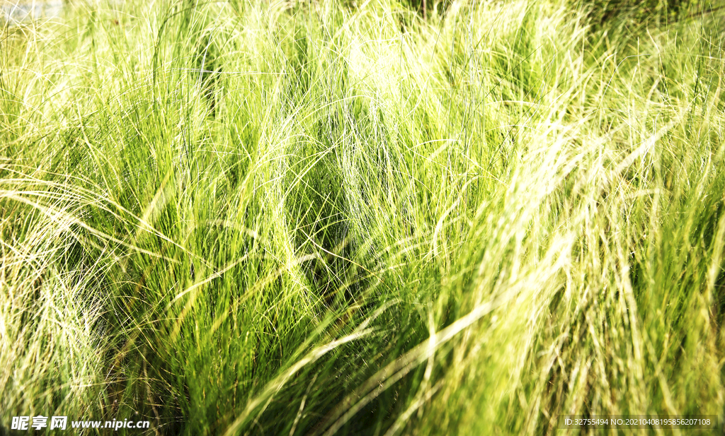 绿色草丛 绿色植物