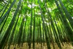 竹子竹林
