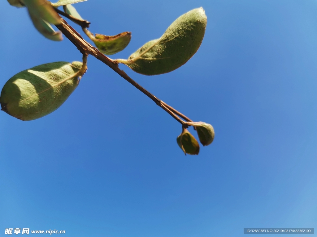 植物与天空