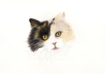 彩铅 猫咪绘画步骤分享