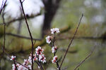 春雨