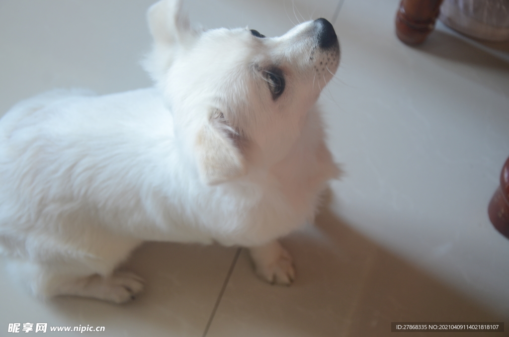 狗狗