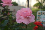 月季花