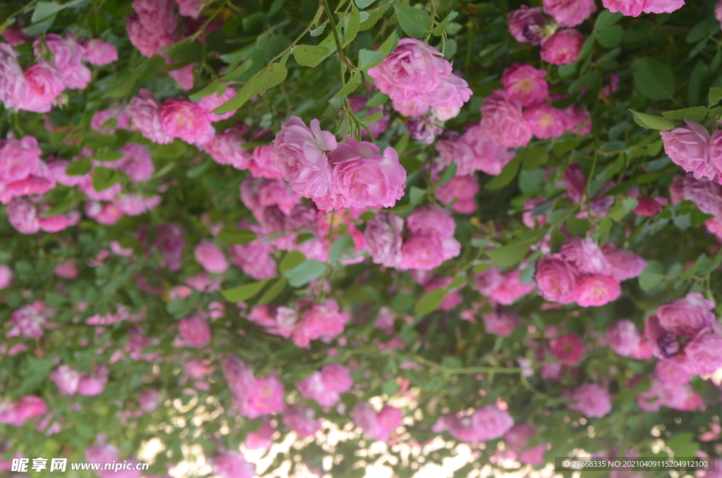 蔷薇花