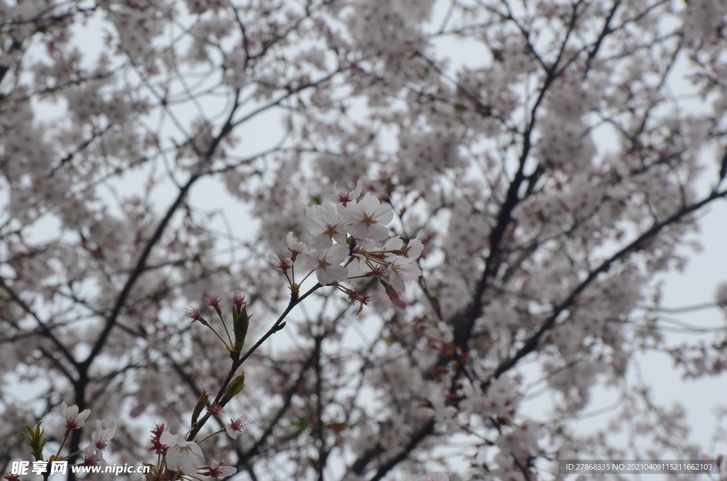 樱花季