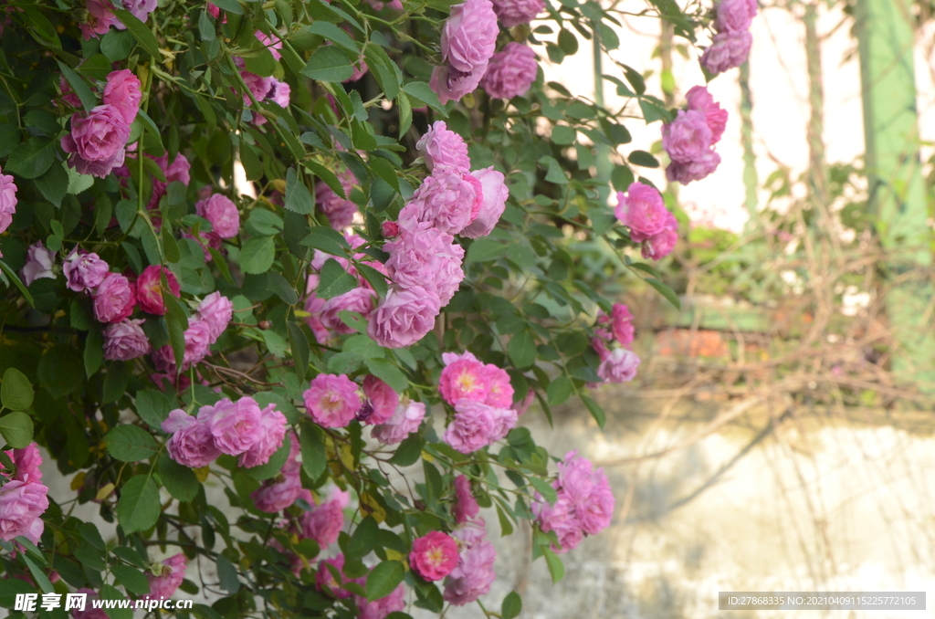 蔷薇花