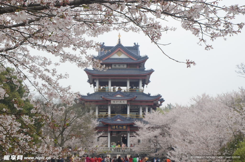 鼋头渚樱花