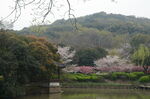 樱花公园