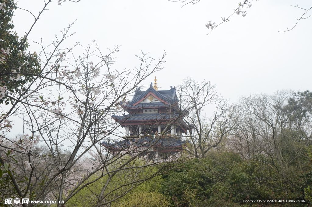 鼋头渚樱花