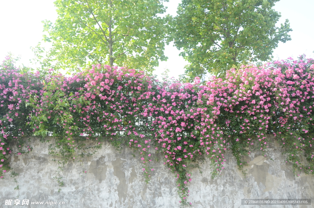 蔷薇花