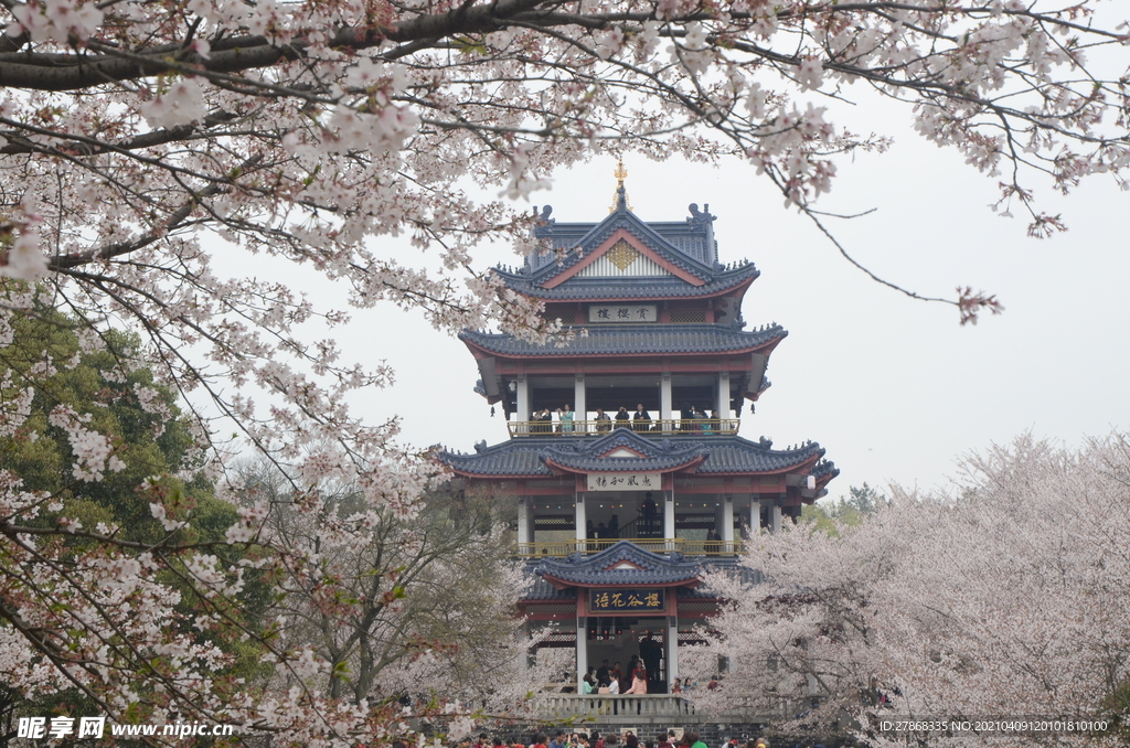 鼋头渚樱花