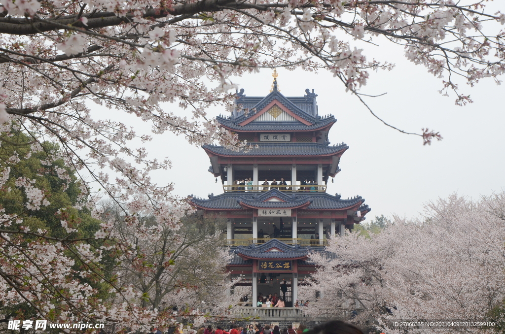 鼋头渚樱花