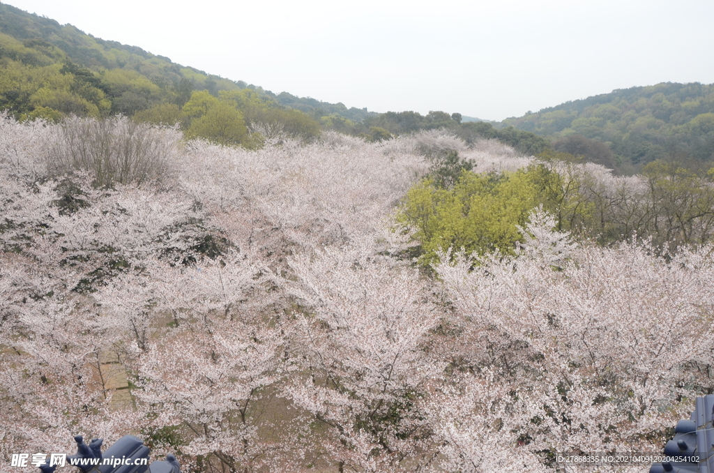樱花花朵