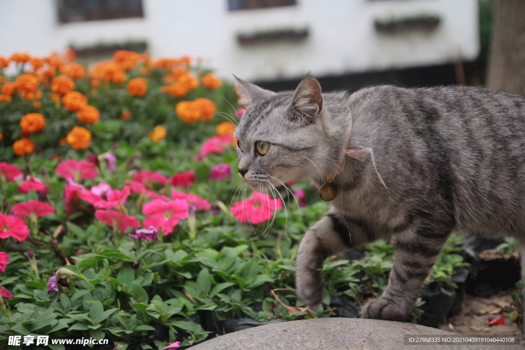 猫咪走路