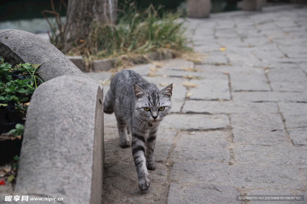 小猫可爱
