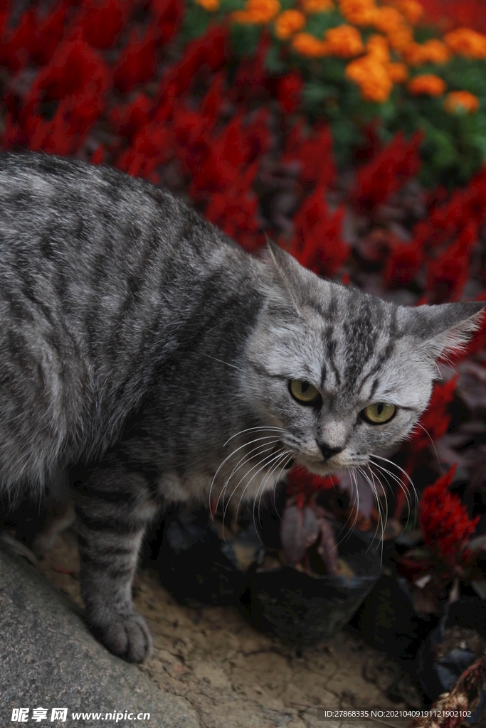 可爱小猫