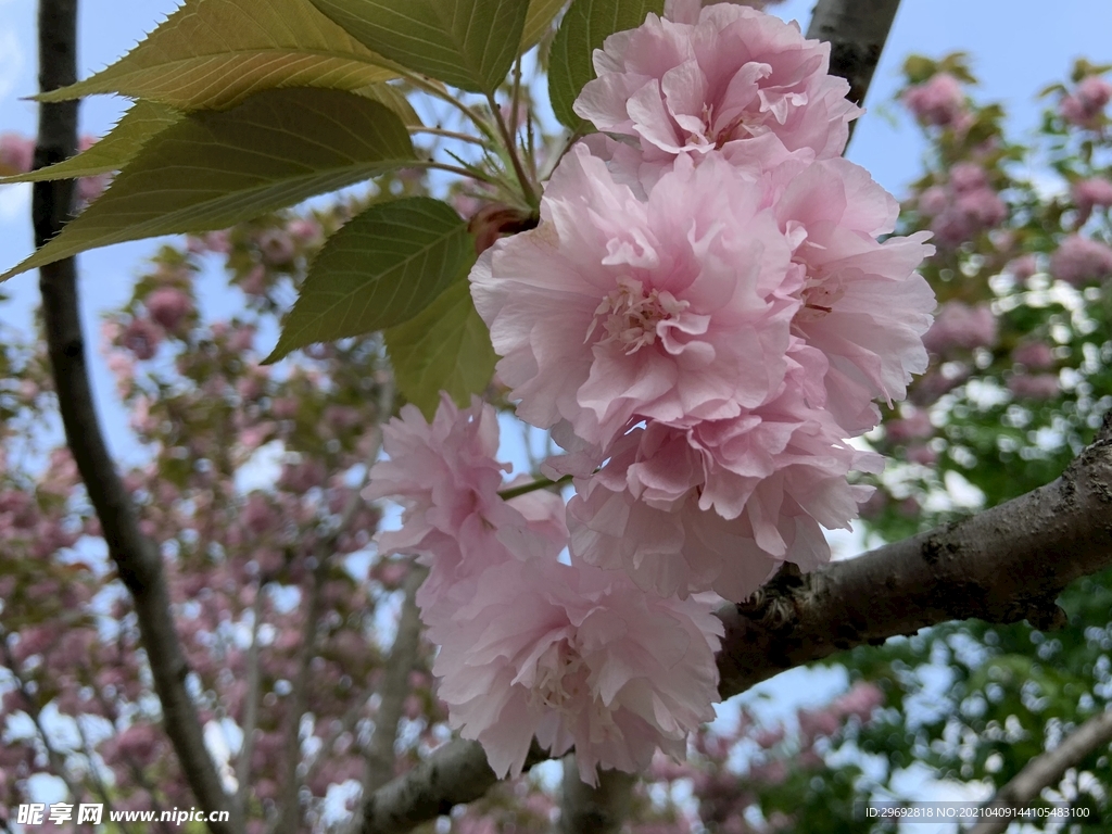 桃花