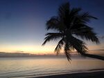 马尔代夫沙滩棕榈树