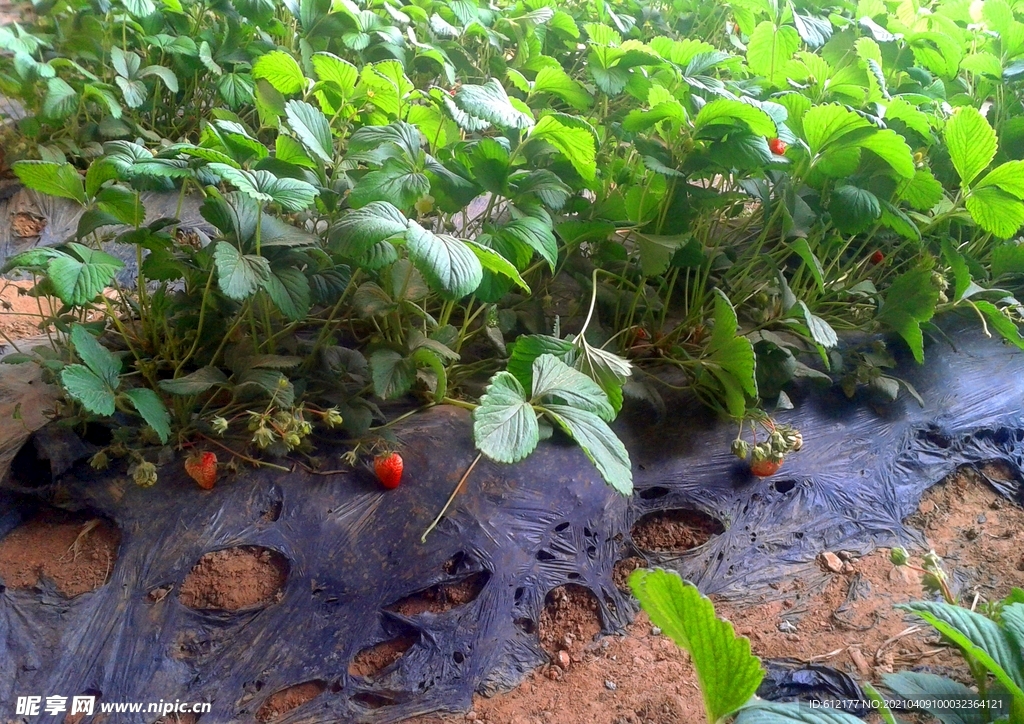 草莓温室采摘