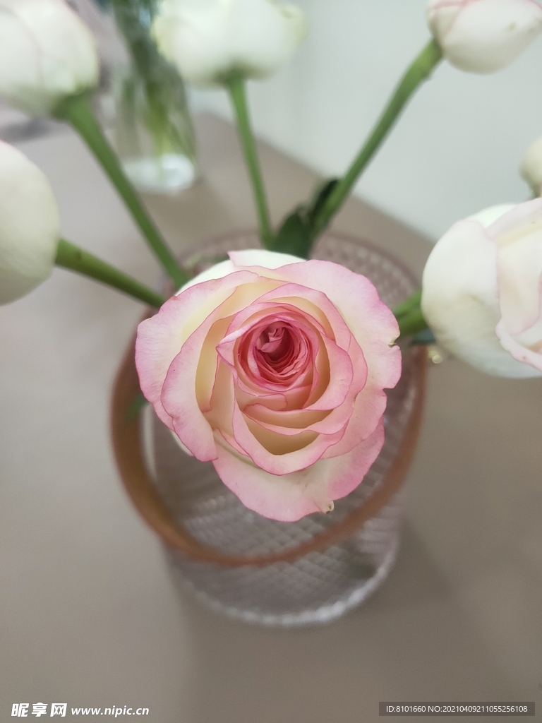 玫瑰花