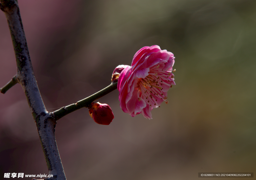 梅花