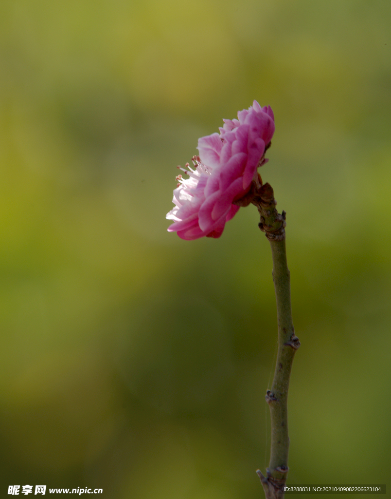 梅花