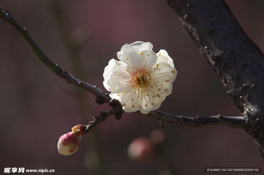 梅花