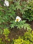 白牡丹花花树