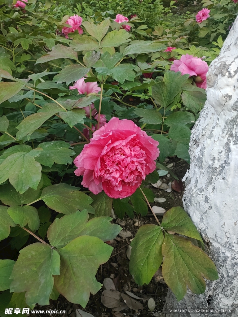 粉色牡丹花