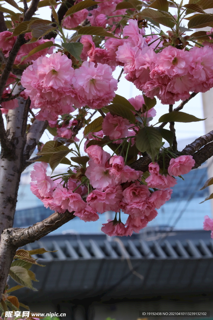樱花