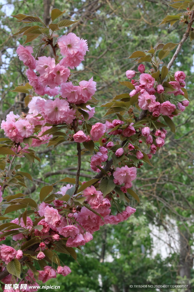 樱花