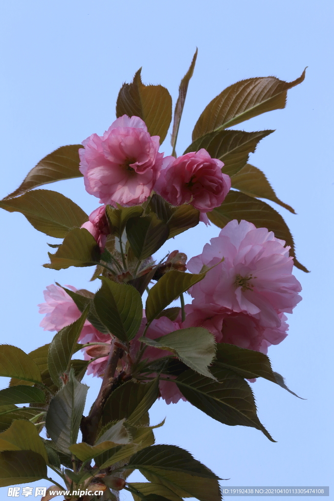 樱花